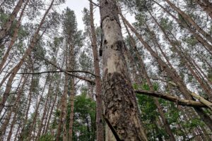 Bundes- und Landesminister im Nationalpark Harz, Naturerziehung, Wald, Jubiläum, Junior Ranger-Initiative.