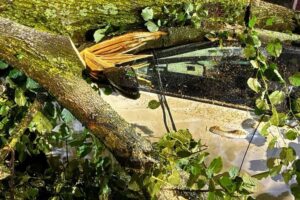 Gewitter, Baumfallen, zerstörerische Naturkräfte, Feuerwehr im Einsatz, städtische Schäden, Notfälle, Dunkelheit.