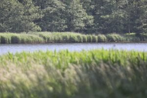 Salzwiesen mit Ostsee-Horizont, symbolisieren Klima- und Umweltschutz für Mecklenburg-Vorpommern.