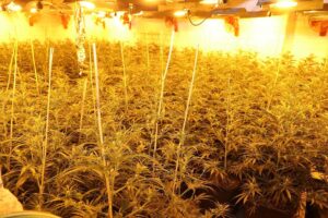 Polizei entdeckt Indoor-Cannabisplantage mit 1.000 Pflanzen in leerstehendem Mehrfamilienhaus in Mönchengladbach.