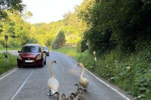 Eine Schwanenfamilie überquert eine Straße, beobachtet von einem Polizisten. Flauschige Jungschwäne.