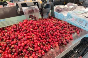 Frische Kirschen in einem Supermarkt, Symbol für die hohe Ernteerwartung 2026 in Deutschland.