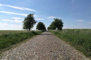 Eine sonnenverwöhnte Alleenstraße in Sachsen, umgeben von hochwachsendem Grün und blauen Himmel.