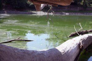 Grünlich verfärbtes Wasser im Koblenzer Schwanenteich; Warnung vor Blaualgen zwischen Oberwerth und Südlicher Vorstadt.