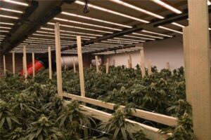 Eine Cannabisplantage: Polizei beschlagnahmt über 500 Cannabispflanzen und Equipment in Pulheim-Stommeln.