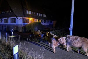 Entlaufene Kühe (Archivfoto) bei Polizeieinsatz in Bad Rippoldsau-Schapbach und Kehl.