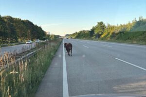 Jungbulle auf der Autobahn A1 bei Barsbüttel, Polizisten sichern die Fahrbahn (Archivfoto).