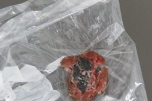Hundebesitzerin zeigt bei der Polizei einen gefährlichen Köder: Fleisch mit versteckter Rasierklinge.