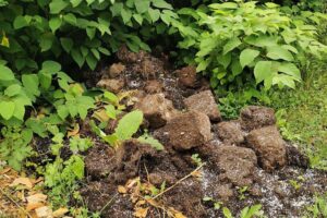 Waldfund: 35–40 Cannabis-Wurzelballen am Wegesrand zwischen Brilon und Marsberg (Archivfoto der Polizei).