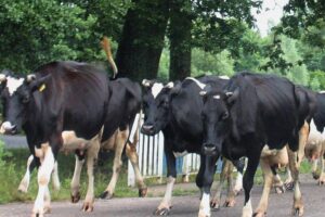Ein Bild von Rindern auf einer Weide in Sachsen-Anhalt, symbolisiert Wachstum in der Landwirtschaft.