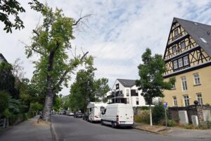 Stadt Koblenz: 70-jähriger Silberahorn wird für Verkehrssicherheit gefällt; weitere beschädigte Bäume betroffen.