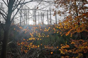 Herbstwald mit abgestorbenen Bäumen, Symbol für steigendes Baumsterben in Europa.