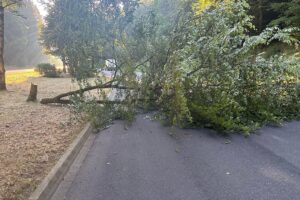 Gefällte Buche auf einem Parkplatz bei Daun an der B257, Zufahrt blockiert; Polizei und Straßenmeisterei im Einsatz.